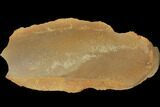 Fossil Fern (Macroneuropteris) Pos/Neg - Mazon Creek #121173-2